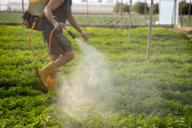 Best Ant Control Services  in Surfside, FL