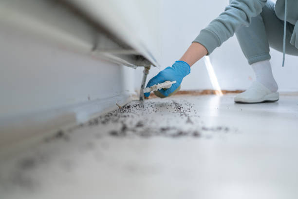 Best Local Pest Control Services  in Surfside, FL